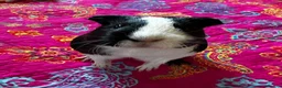 Guinea Pig rodents for sale: Pair of bonded female guinea pigs  in Plymouth - Advert 3