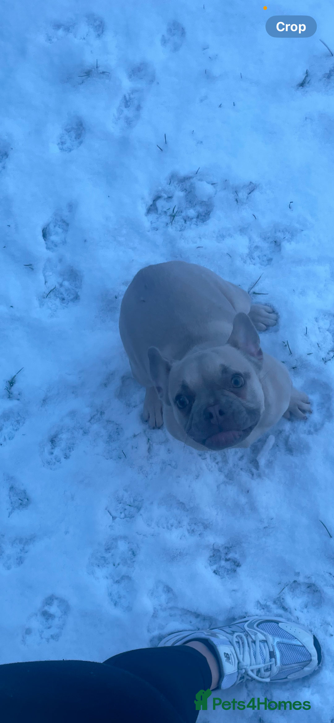 French Bulldog dogs for sale: Female French bulldog  - Image 1