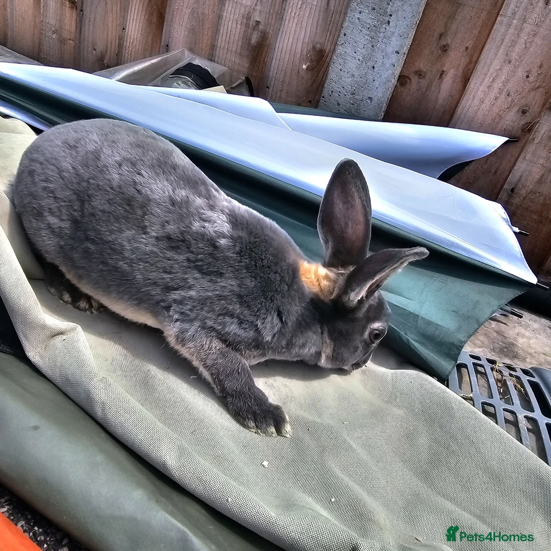 Rex rabbits for sale: Baby Rex Rabbits for sale - Advert 5