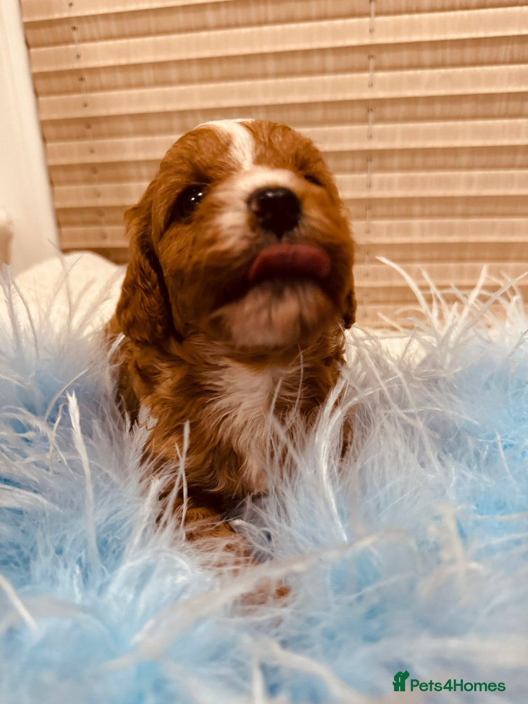Cavapoo dogs for sale: A wonderful litter of 6 red teddy cavapoos  - Advert 4