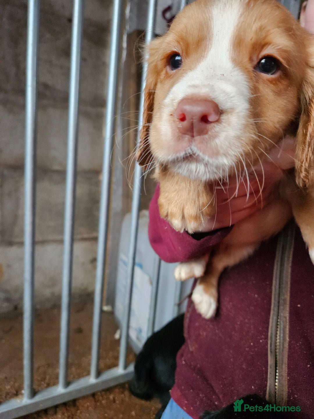 Cocker Spaniel dogs for sale: Fantastically well bred working cocker spaniels  - Advert 7