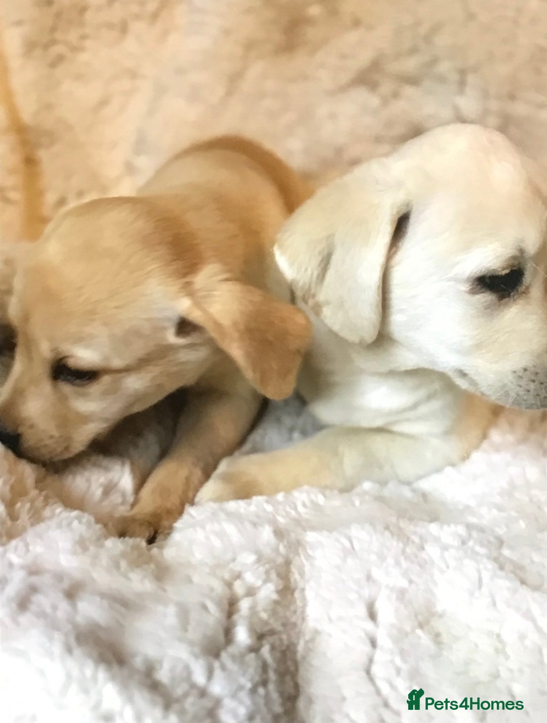 Labrador Retriever dogs for sale: Golden Labrador pups Ready Now - Image 4