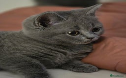 British Shorthair cats for sale: British shorthair  - Image 3