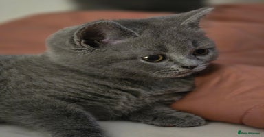 British Shorthair cats - Advert 14