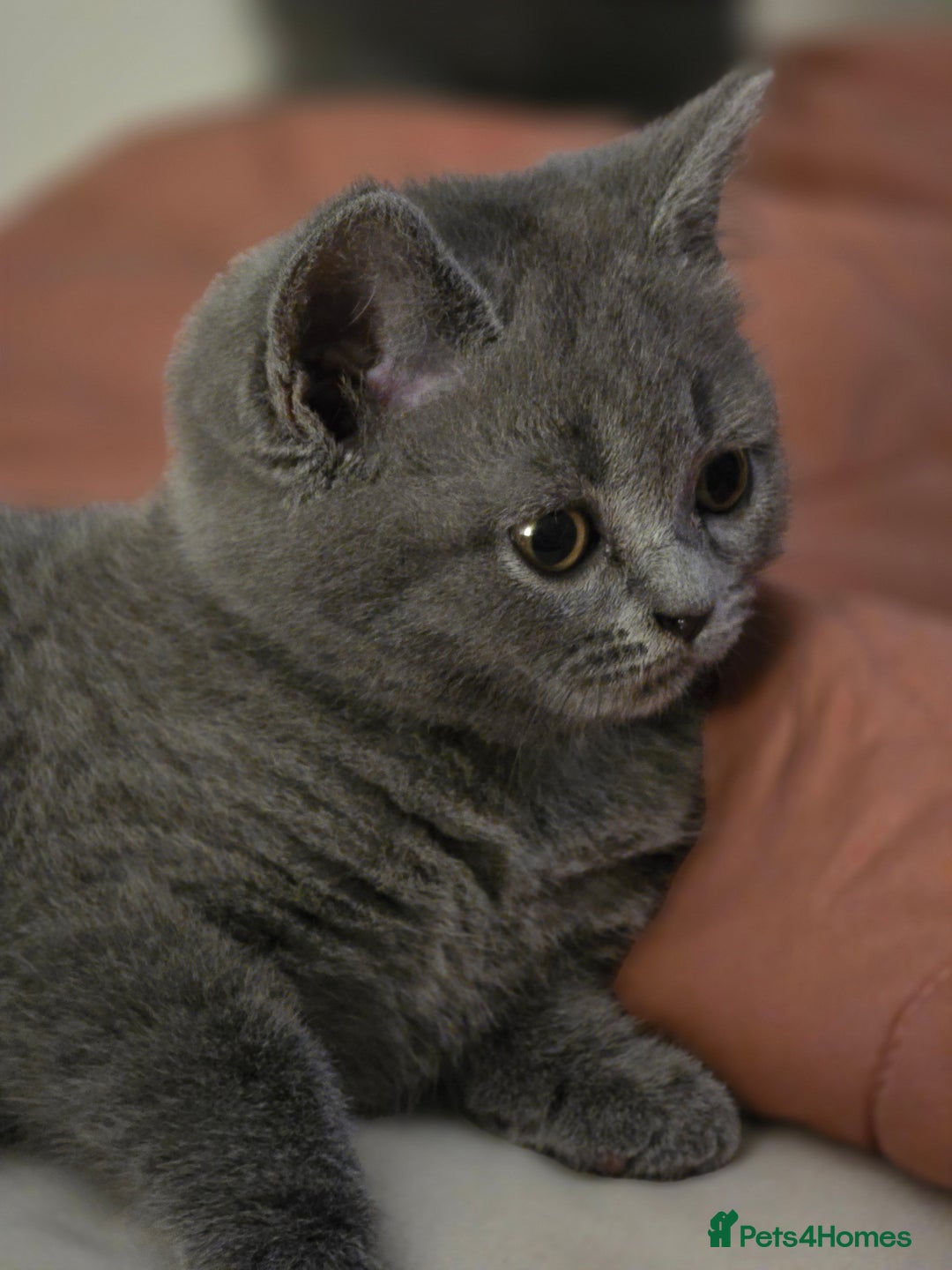 British Shorthair cats for sale: British shorthair  - Image 3