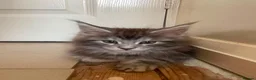 Maine Coon cats for sale: Beautiful Tica Registered kittens - Advert 3