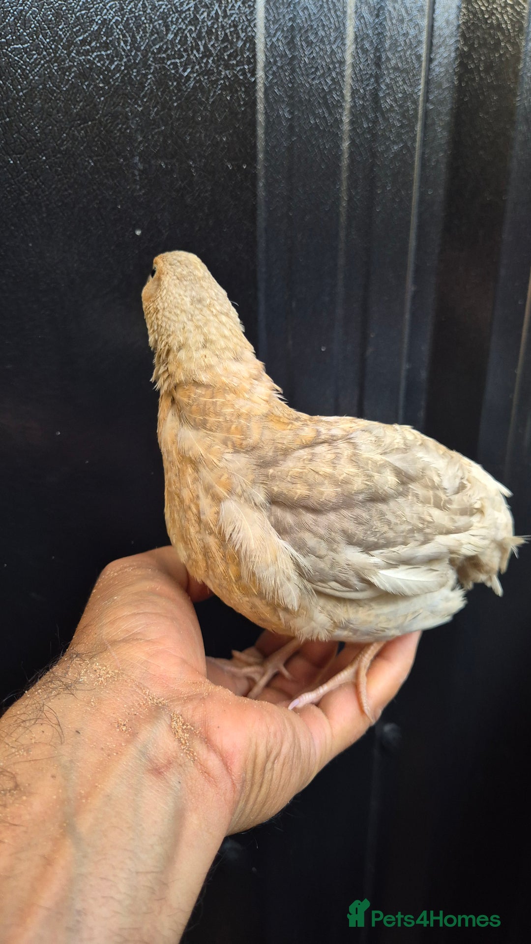 Quail poultry for sale: Jumbo celadon quail/Bantams chicks & more - Image 3