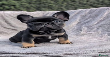 French Bulldog dogs - Advert 11