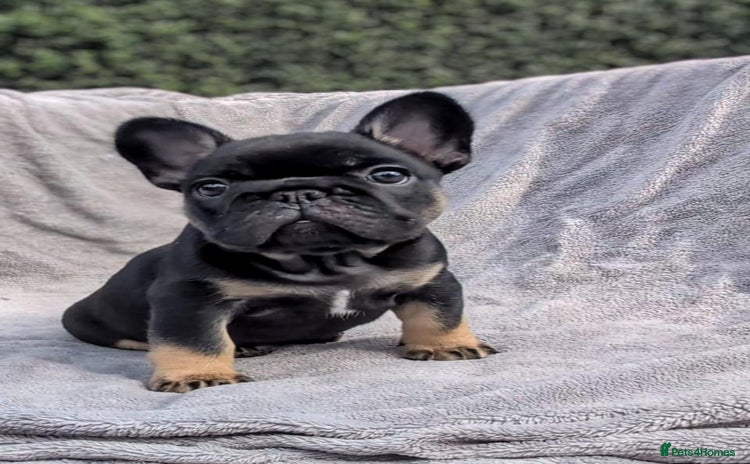 French Bulldog dogs - Advert 2