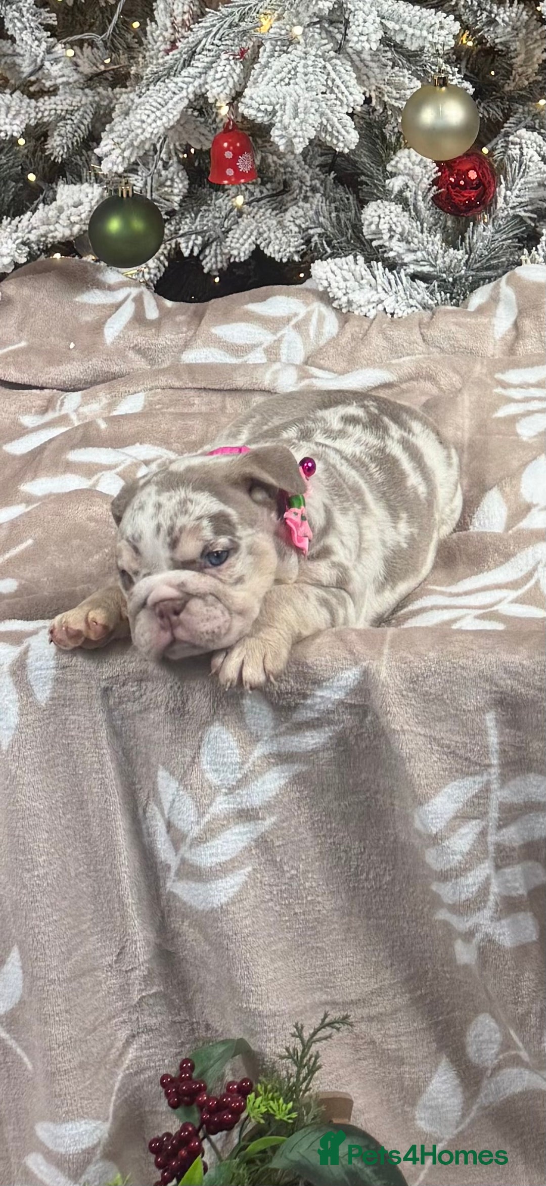 English Bulldog dogs for sale: 🐾 English Bulldog puppies available 🐾 - Advert 7