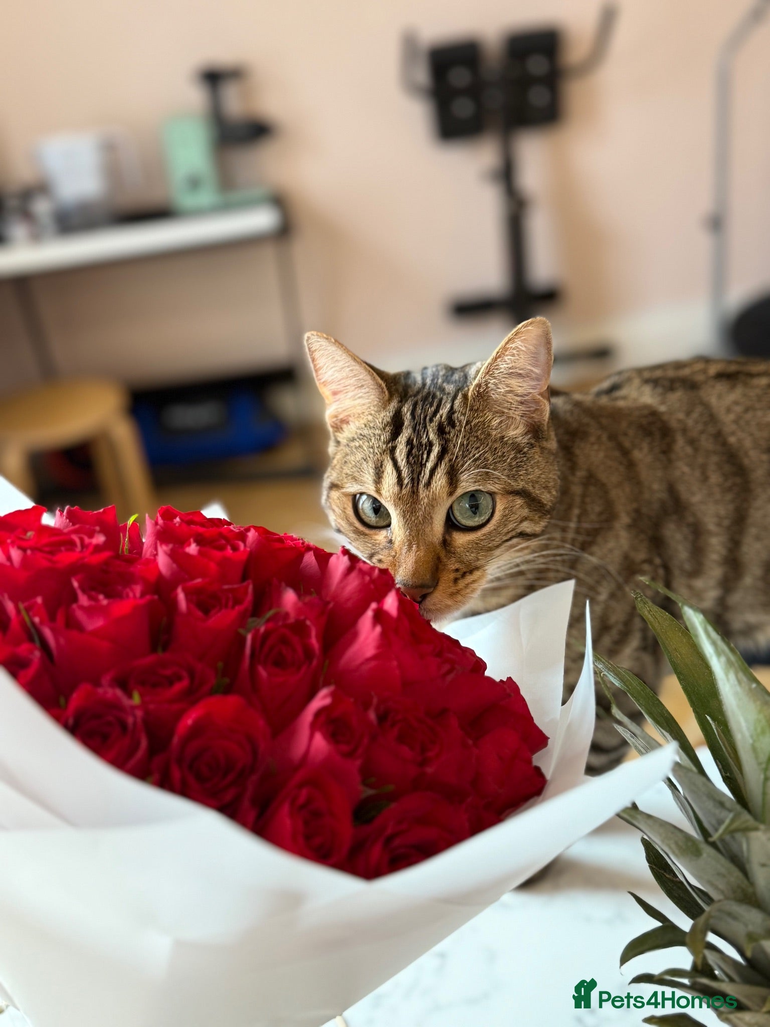 Bengal cats Handsome Bengal Cat Looking For A Loving Home - Advert 9