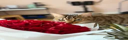 Bengal cats for sale: Handsome Bengal Cat Looking For A Loving Home - Advert 1