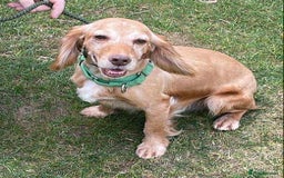 Cocker Spaniel dogs for adoption: Bob needs a loving home  - Advert 29