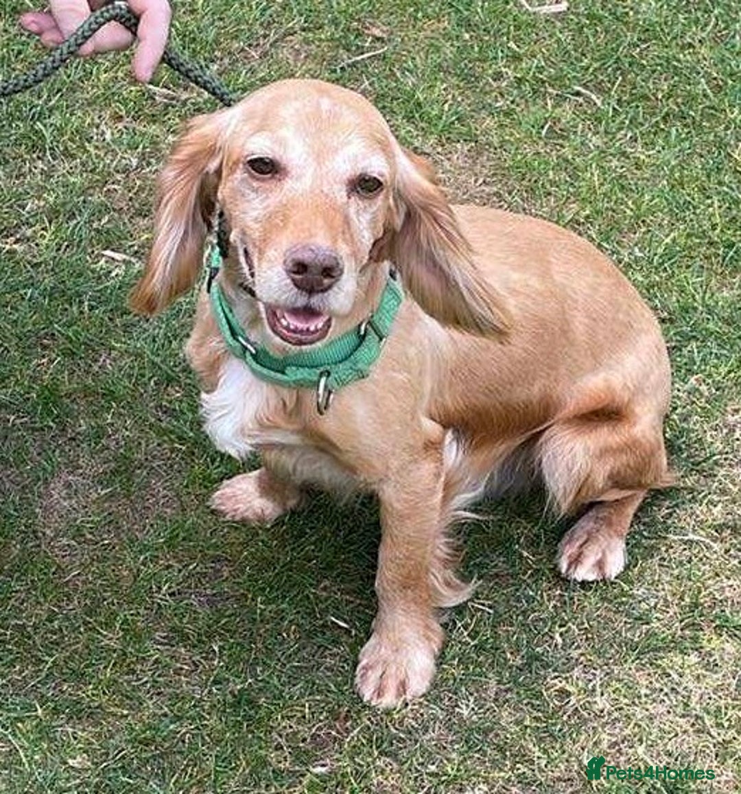 Cocker Spaniel dogs for adoption: Bob needs a loving home  - Advert 29