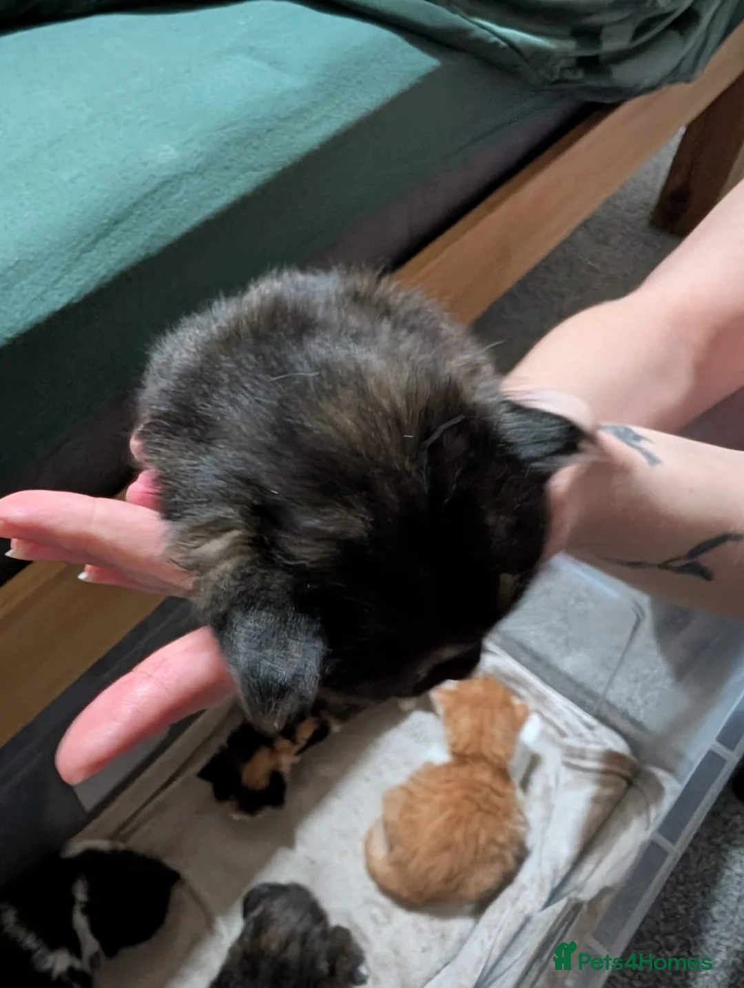 Mixed Breed cats for sale: Mixed kittens for sale - Advert 2