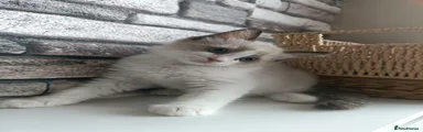 Ragdoll 5