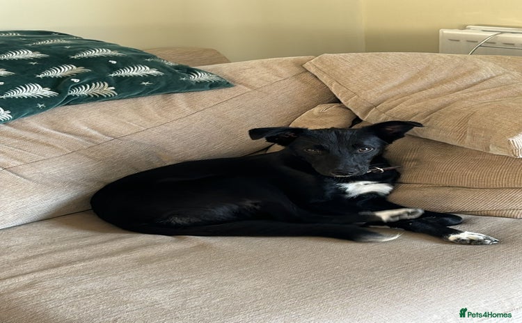 Mixed Breed dogs - Advert 11