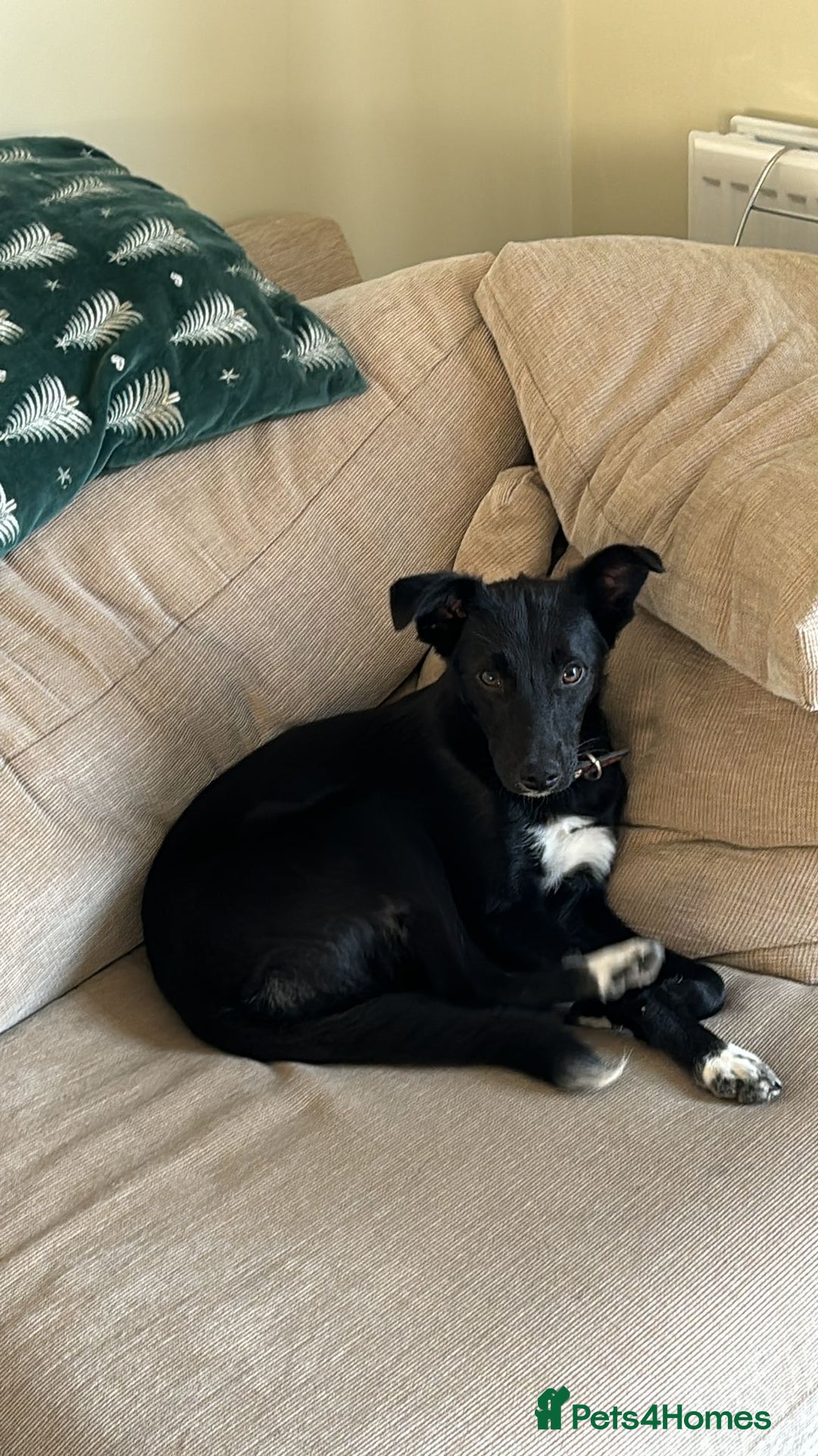 Mixed Breed dogs for adoption: 💙🐶 CORNISHON 🐶💙 - Image 1