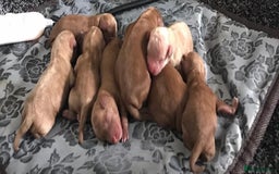 Goldendoodle dogs for sale: Adorable golden doodles - Image 7