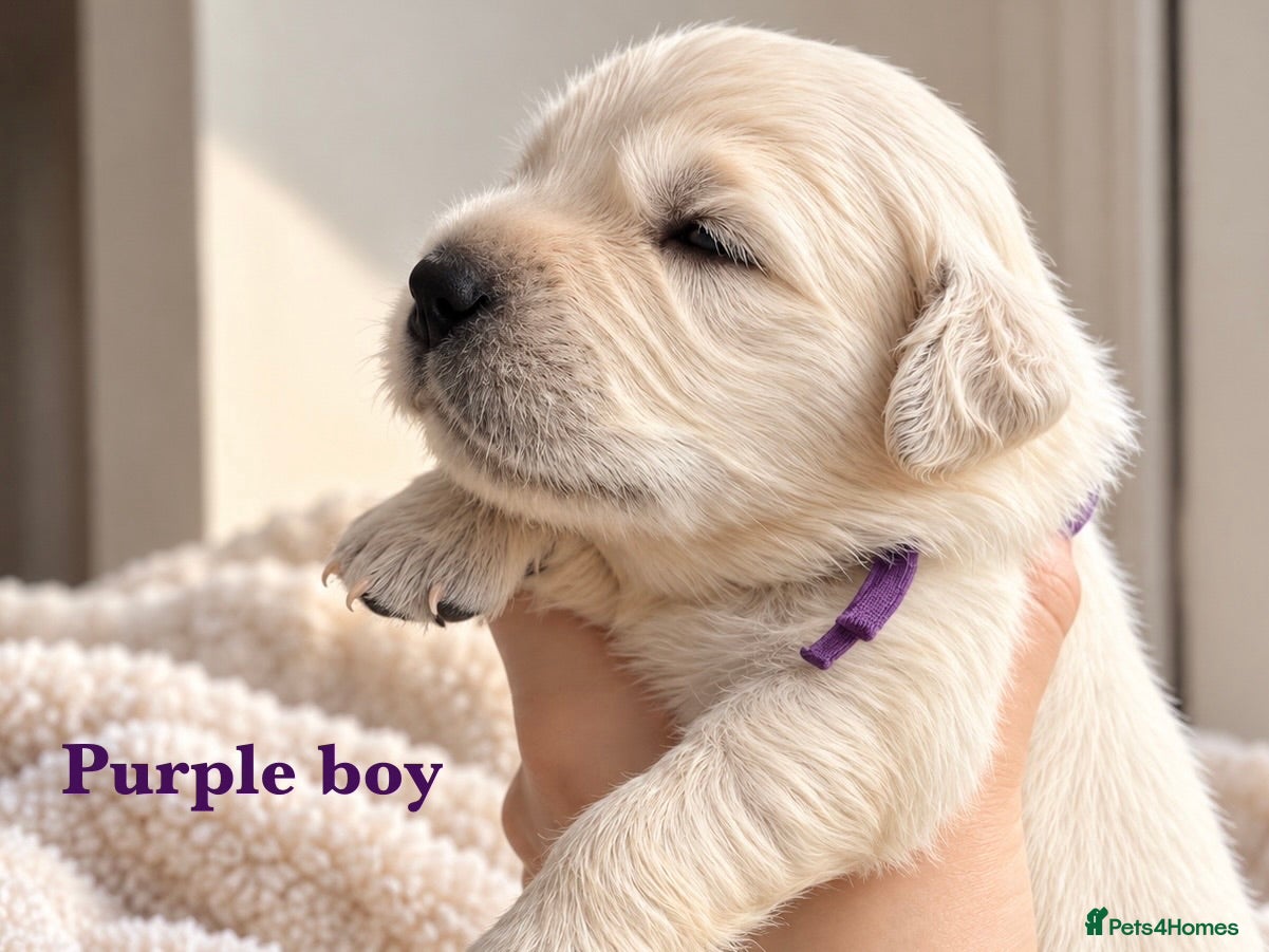 Golden Retriever dogs KC Champion line puppies from DNA tested parents  - Advert 2