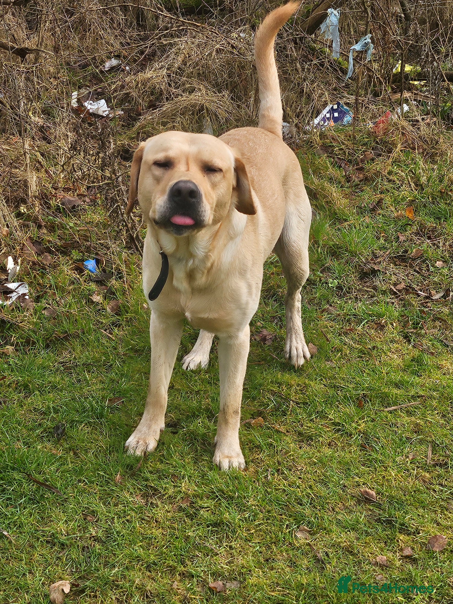 Labrador Retriever dogs 2 year old male labrador  - Advert 3