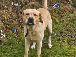 Labrador Retriever dogs 2 year old male labrador - Advert 2