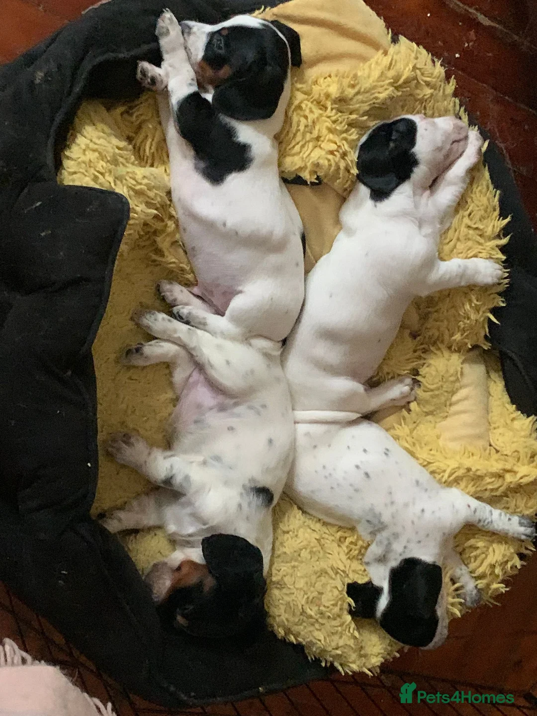 Dachshund dogs for sale: Lovely white dachshunds in Kensington  - Advert 3