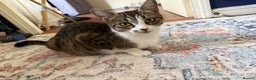 Domestic Shorthair cats for sale: 3yrs old girl cat (spayed) - Advert 12