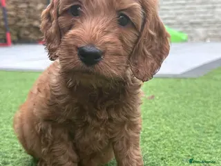 Cavapoo dogs 9 Week Old Cavapoo - Advert 1