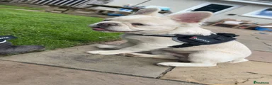 French Bulldog 1