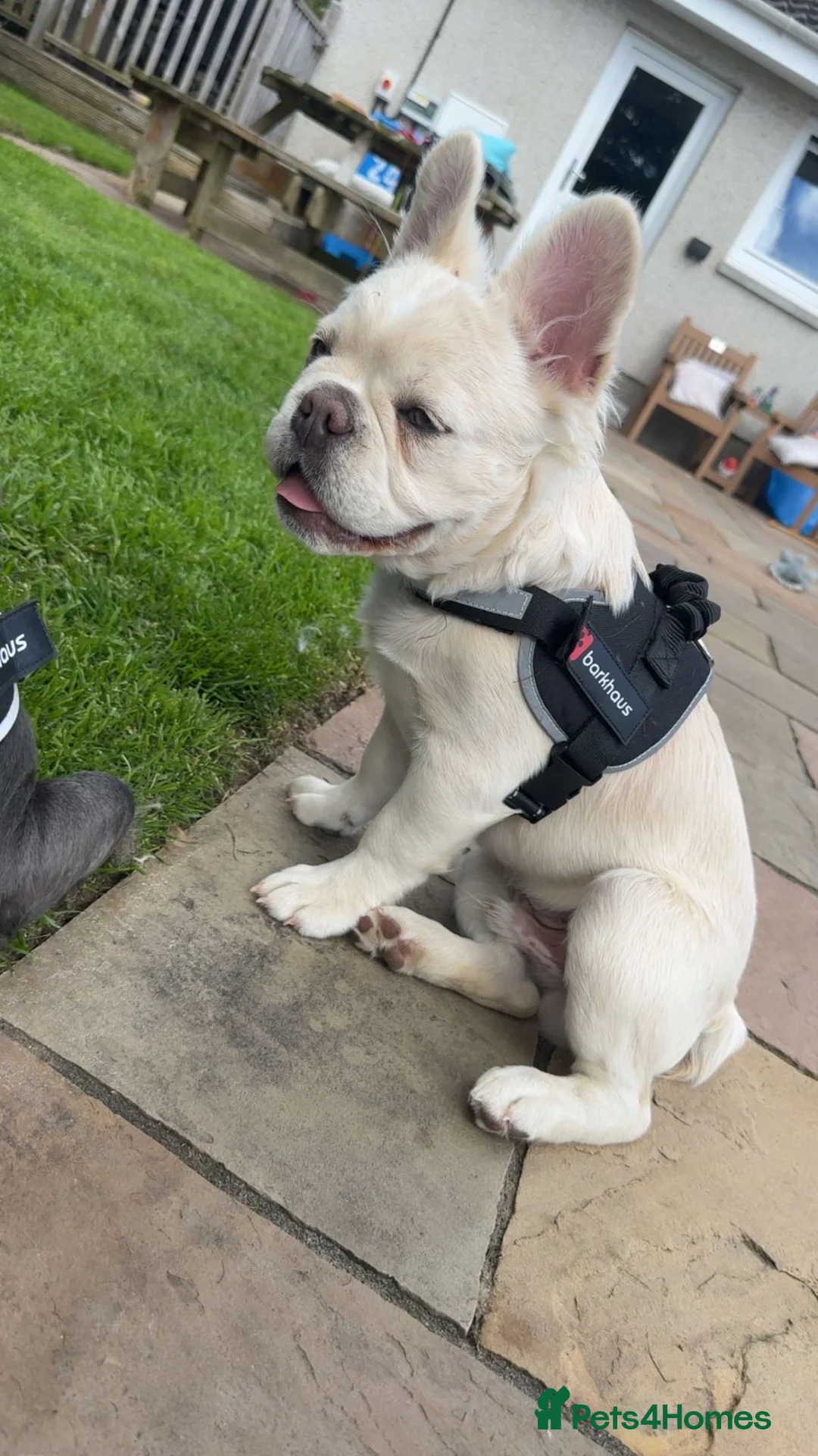 French Bulldog dogs for sale: Fluffy frenchie puppy  - Advert 1