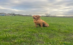 Labrador Retriever dogs for sale: KC Registered Fox Red Labrador Puppies  - Image 5