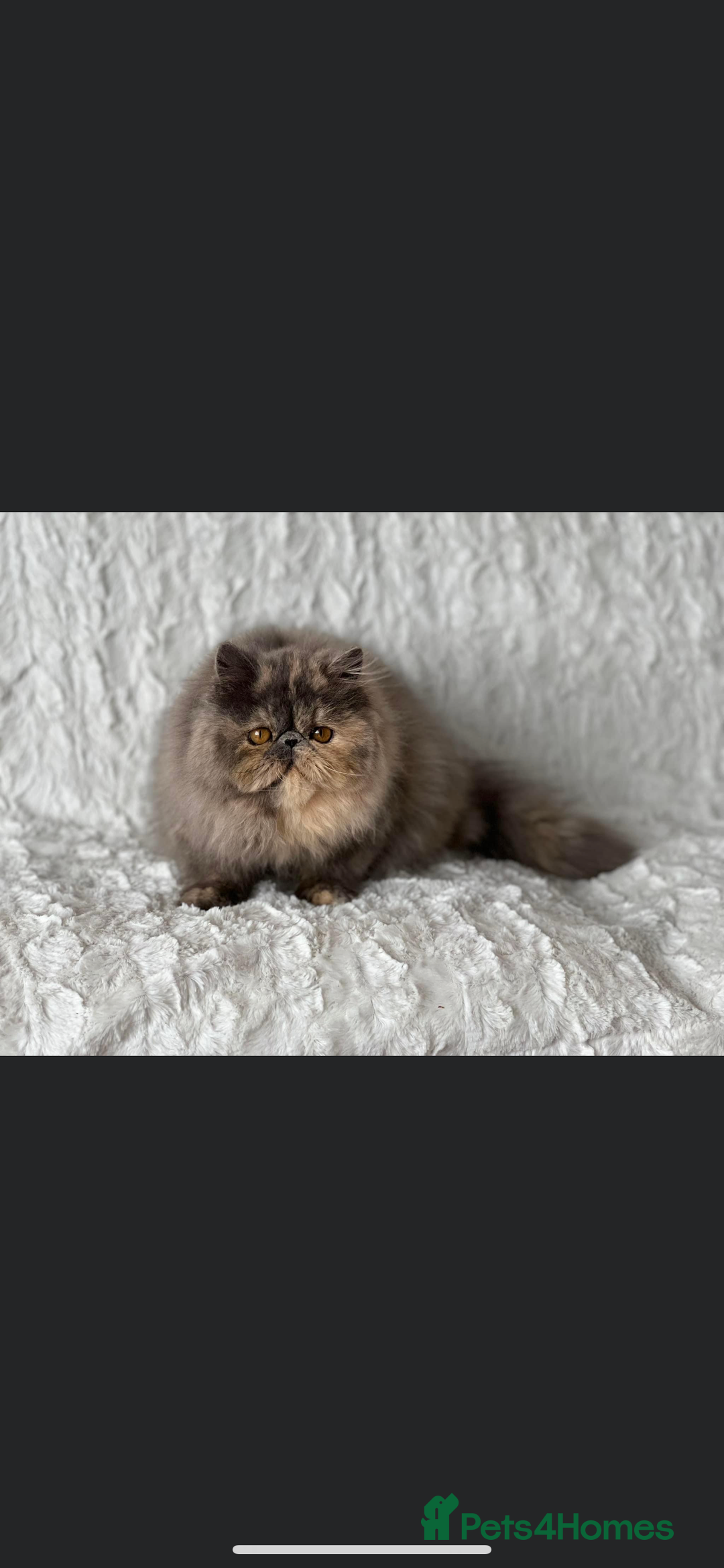Persian cats for sale: GCCF SOLID BLUE PERSIAN PRINCESSES  - Image 27