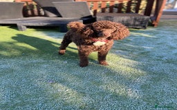 Poodle dogs for stud: Poodle for stud - Image 2