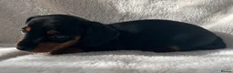 Miniature Dachshund dogs for sale: Bubbles and Oreo  - Advert 4