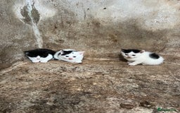 Domestic Shorthair cats for sale: 3 black and white farm kittens - Image 1