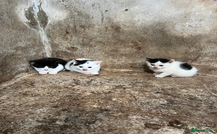 Domestic Shorthair cats - Advert 5