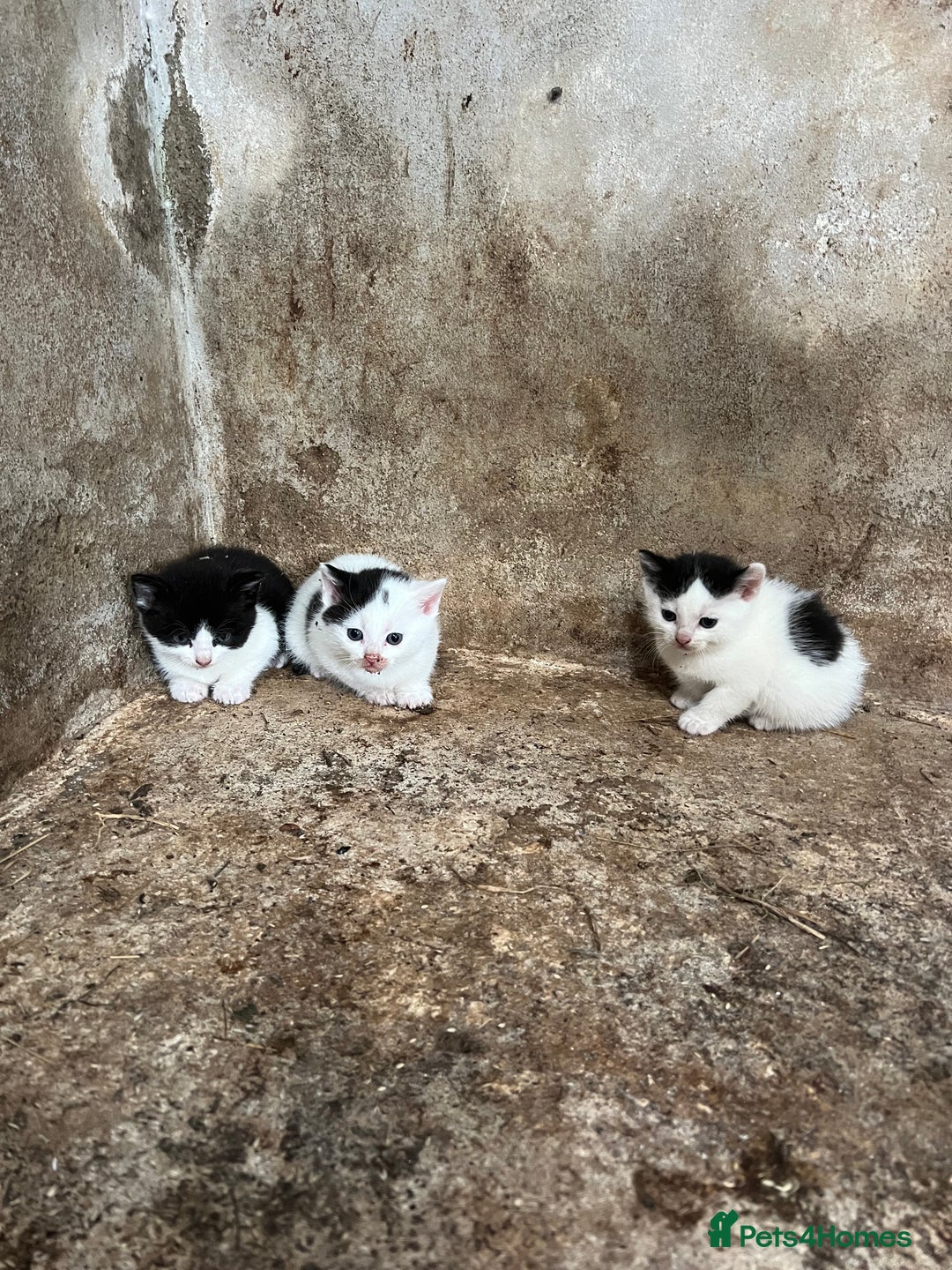 Domestic Shorthair cats for sale: 3 black and white farm kittens - Image 1