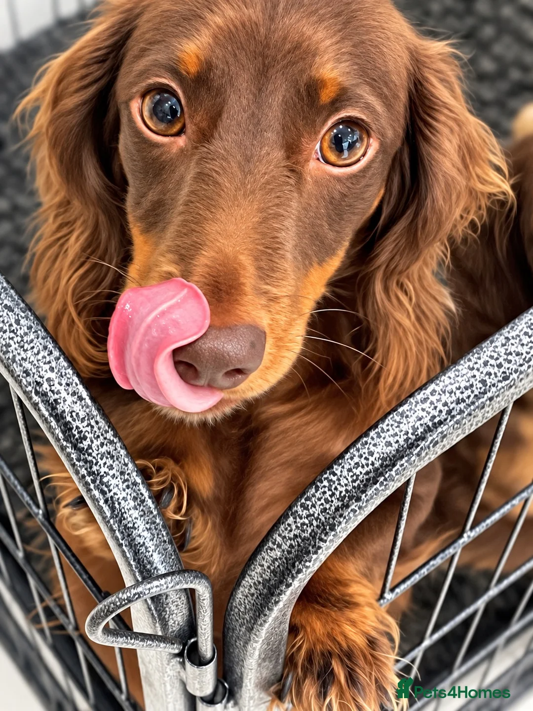 Miniature Dachshund dogs for sale: EXCEPTIONAL LONGHAIRED MINIATURE DACHSHUND PUPPIES - Advert 1
