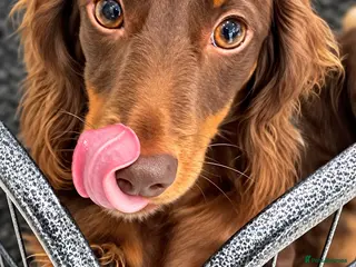 Miniature Dachshund dogs EXCEPTIONAL LONGHAIRED MINIATURE DACHSHUND PUPPIES - Advert 2