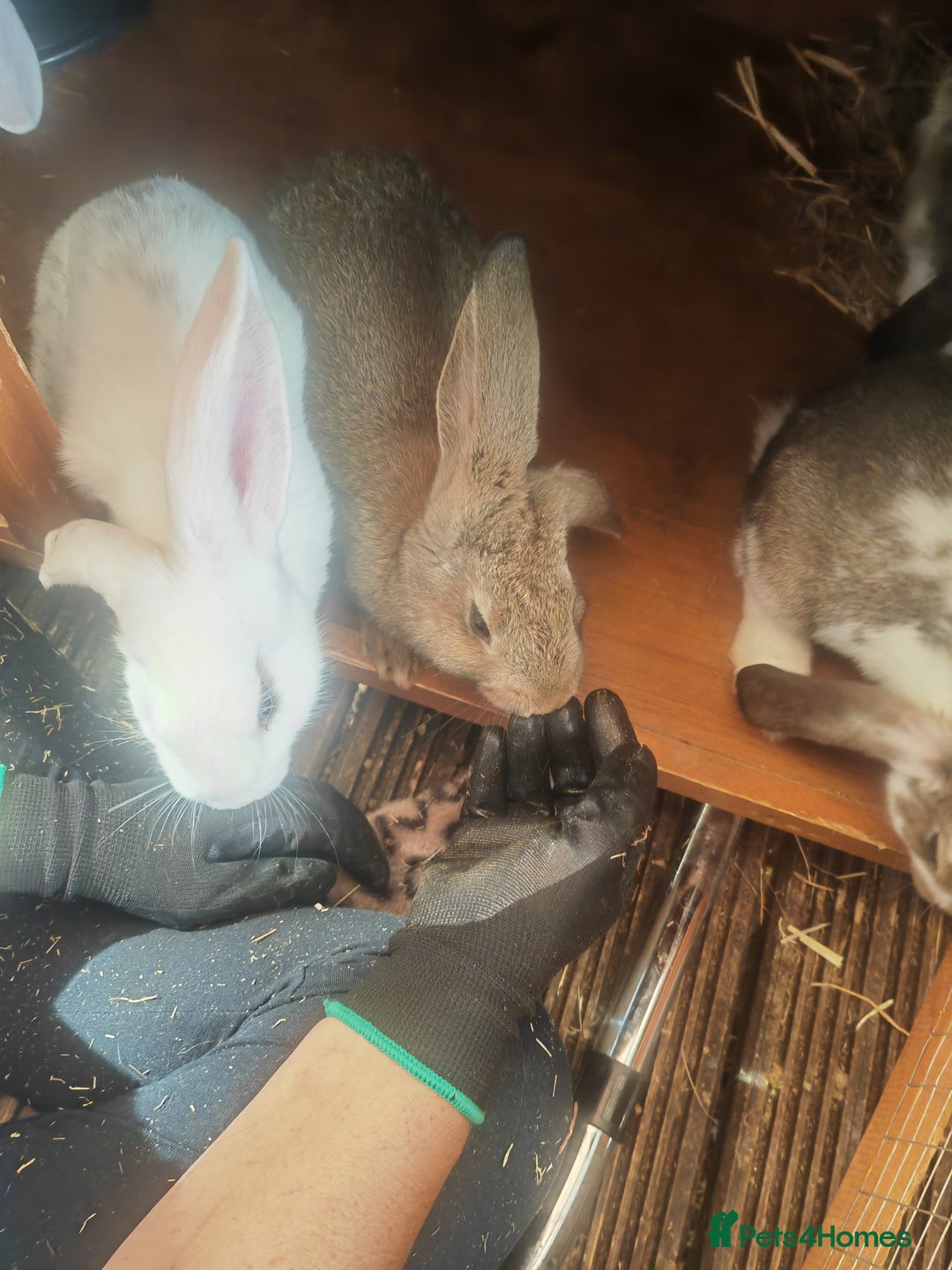 French Lop rabbits for sale: French lop  - Image 3