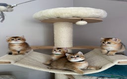British Shorthair cats for sale: BSH Golden kittens  - Image 9