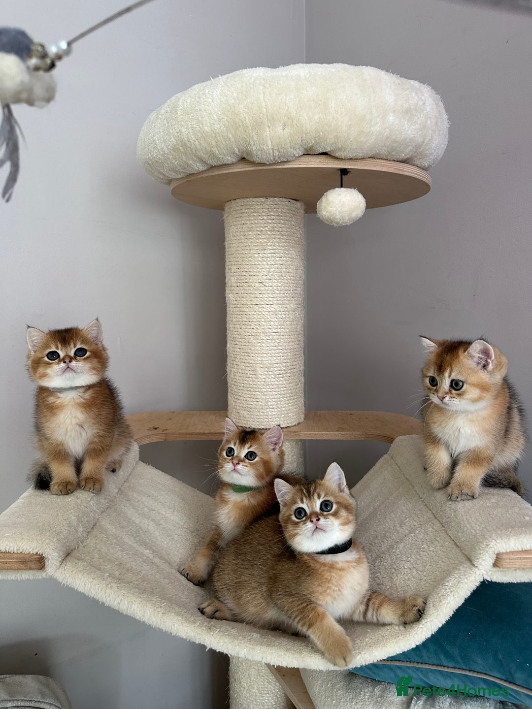 British Shorthair cats for sale: BSH Golden kittens  - Image 9