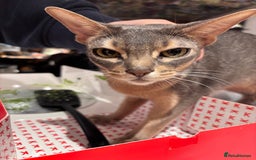 Abyssinian cats for sale: Male Abyssinian Cat Looking for a Loving New Home - Image 4