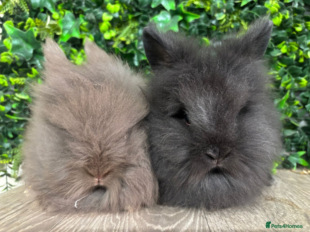 Lionhead rabbits for sale: 2 male lion heads must be sold together - Advert 7