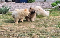 Chow Chow dogs for sale: QUALITY KC CHOWCHOW PUPPIES  in Wolverhampton - Image 19