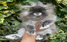 Netherland Dwarf rabbits for sale: Netherland Dwarf / Miniture Lionhead babies - Image 2