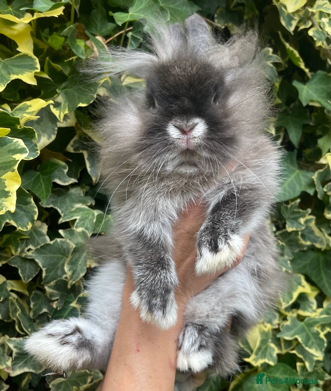 Netherland Dwarf rabbits for sale: Netherland Dwarf / Miniture Lionhead babies - Image 2
