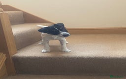 Jack Russell dogs for sale: Good quality Jack Russell dog pup - Image 4