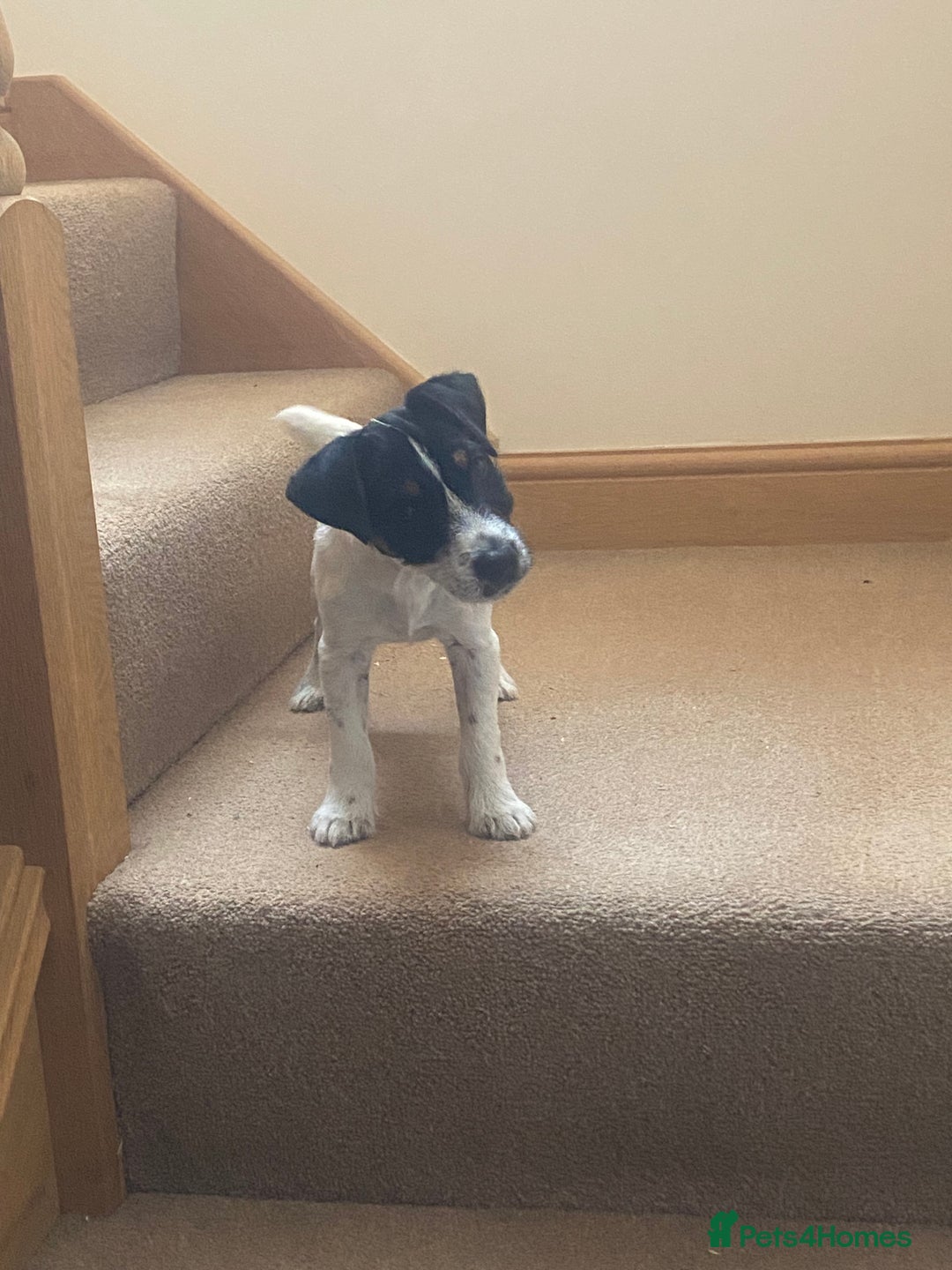 Jack Russell dogs for sale: Good quality Jack Russell dog pup - Image 4